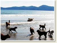 Spoodle Dogs  on Raumati Beach
